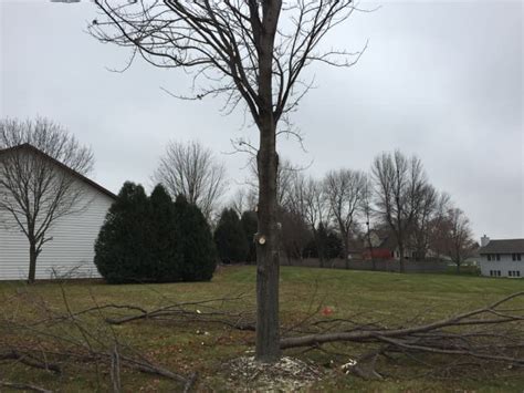 Why And When You Should Remove Tree Limbs Dengarden