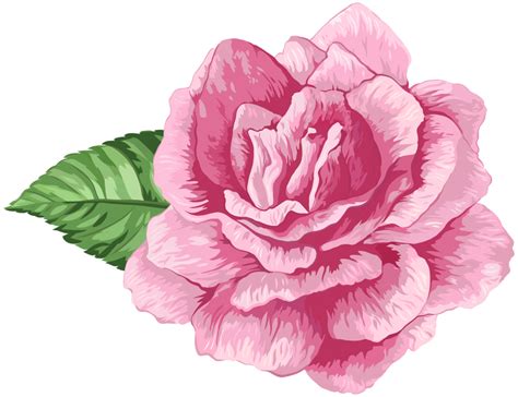 Flores Rosa Cor De Rosa 3 Png Imagens E Br
