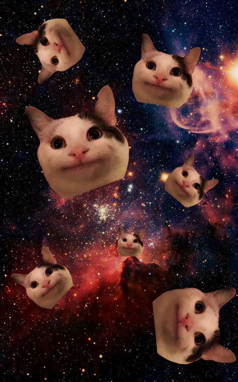 Polite Cat Ollie Wallpaper Crazy Cats Funny Cat Pictures Cat Memes