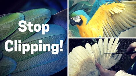 What Is Wing Clipping Amongst Birds Pets Nurturing