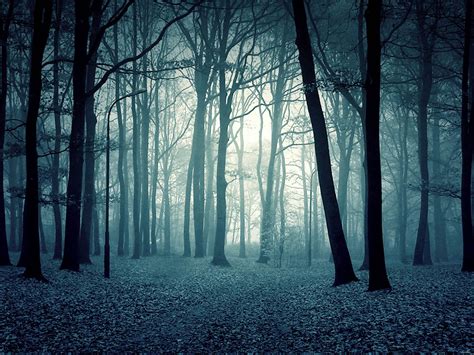 Scary Forest Wallpapers Wallpaper Cave