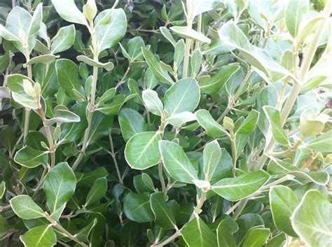 Hedges provide a neat solution to many garden design problems, weaving magic as a privacy screen, windbreak or dividing wall. Siepi frangivento - Siepi - Siepi scopo frangivento