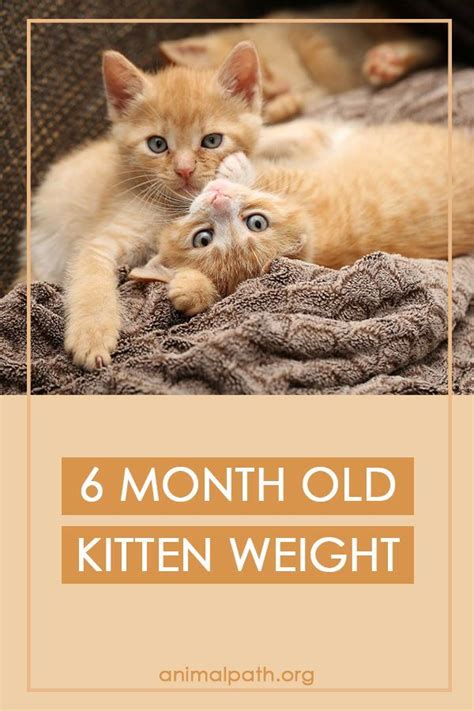 You might find them in the carpet or in the food dish. 6 Months Old Kitten Weight in 2020 | Kitten, 6 month olds ...