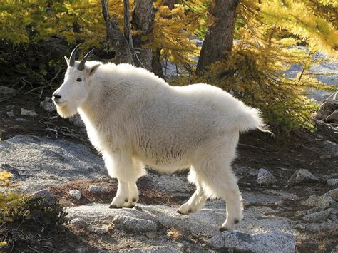 There are several species of goats, all of them native to asia, europe, or northern africa. Mountain Goat | Nickelodeon Animals Wiki | Fandom