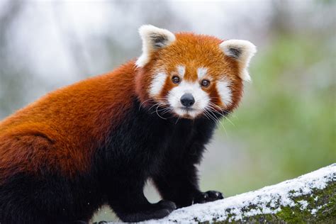 Red Panda Royalty Free Photo