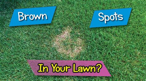 Do You Get Brown Spots In Your Lawn Summer Patch Necrotic Ring Spot