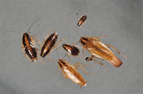 German Cockroaches IMAGE EurekAlert Science News Releases