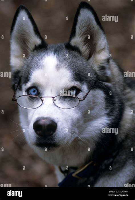 Siberian Husky Dog Wearing Glasses Stock Photo Alamy