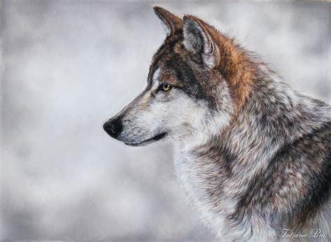 Wolf 2016 Pastel Drawing By Tatjana Bril Artfinder