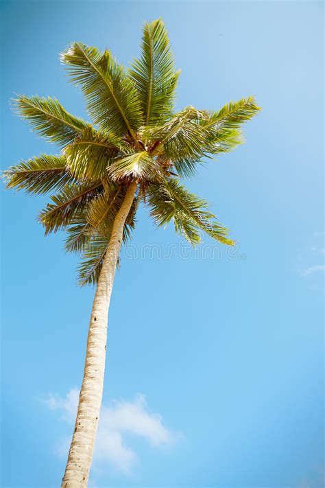 Coconut Palms Under Blue Caribbean Sky Stock Image Image Of Coastline