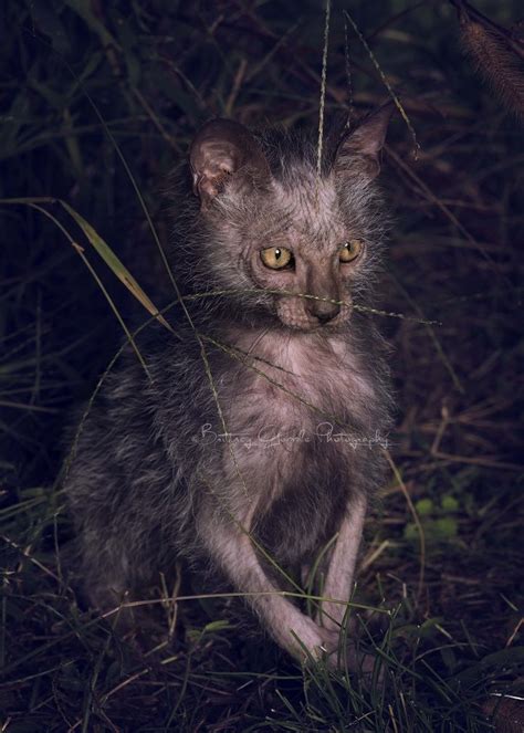 Meet The Lykoi An Odd New Breed Of Werewolf Cats My Modern Met
