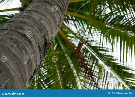 Coconut Palm Trees In Perspective View Stock Photo Image Of Tourism