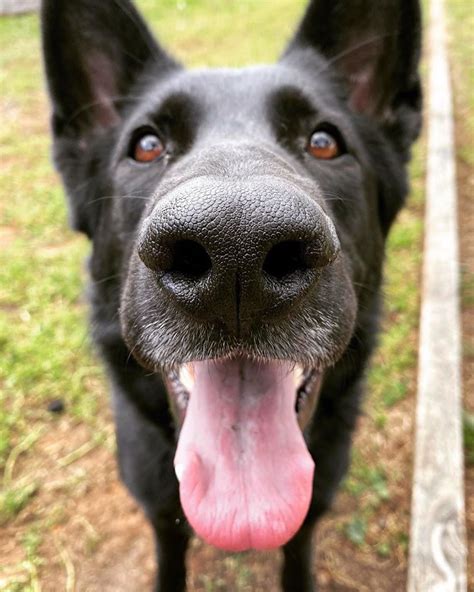 Boop My Nose ®️はinstagramを利用しています「boop 👆 📷 Saydeetheblackgsd 🐶 German Shepherd