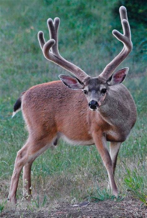 Mendonoma Sightings Handsome Buck In Velvet As Photographed By