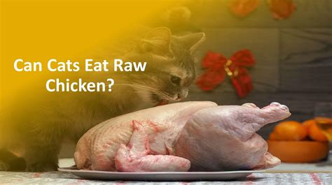 Can Cats Eat Raw Chicken Is It Good For Cats Quick Answer