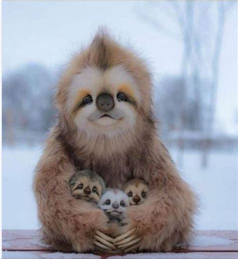 Kr 우리카지노 Mama Sloth And Her Babies