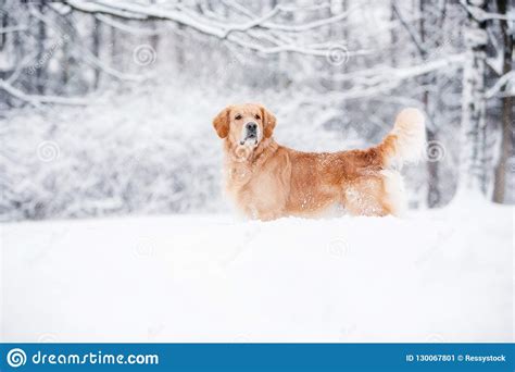 Golden Retriever Standing In The Snow In Winter Stock Image Image Of
