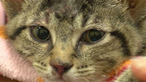 Tortured Kitten Fights For Life Carter County Man Faces Animal