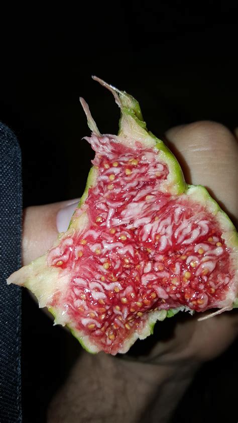 What The Inside Of A Fresh Fig Looks Like Rmildlyinteresting