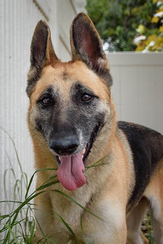 Laika Austin German Shepherd Dog Rescue