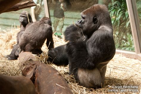 Gorillas Land | N'gola