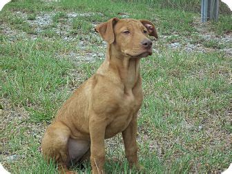 Doberman pinscher puppies and dogs. Athens, GA - Doberman Pinscher. Meet Reba, a Pet for Adoption.