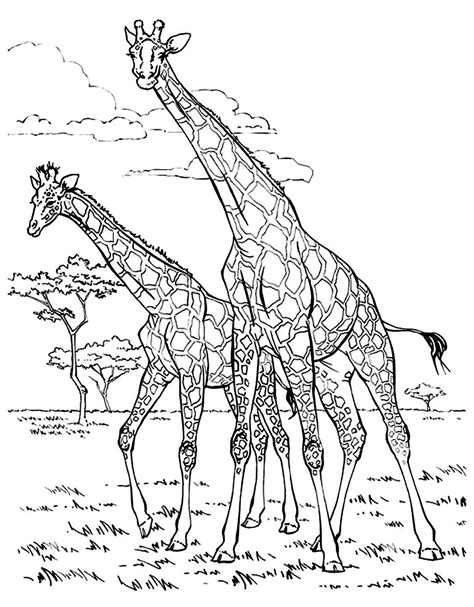 Giraffe and elephant coloring page. Two giraffes - Giraffes Adult Coloring Pages