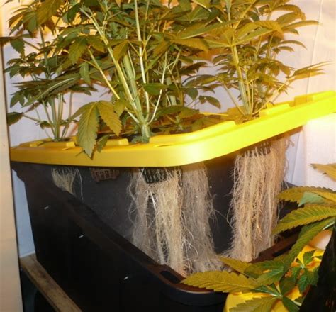 Once you start growing with aeroponics you will never look back. What Is Aeroponics? Why You Want An Aeroponic System - Aeroponics DIY