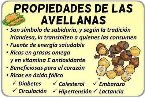 Propiedades De Las Avellanas Botanical Online