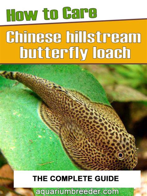 Butterfly Hillstream Loach Detailed Guide Care Diet And Breeding