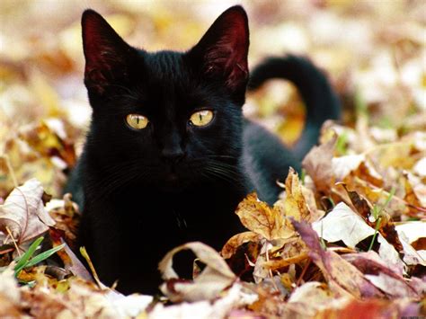 Black Cat Wallpapers Cute Black Cat Image 25025