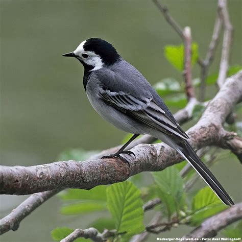 Für die atomrakete siehe bachstelze (rakete). Marburger-Vogelwelt.de - Bachstelze, Motacilla alba, White ...