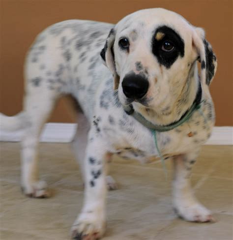 The german shepherd mix is not a purebred dog or a designer dog breed. 10 Heart-melting Basset Hound Mix Breeds To Aww Over
