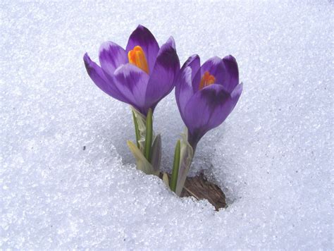 Crocuses In Snow Better Living Through Beowulf