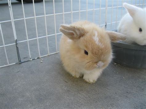 Pet bunnies, rotorua, new zealand. Holland Lop Rabbits - Holland Lop's For Sale | Holland lop ...