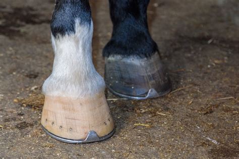 Navicular Disease In Horses When Things No Longer Run Smoothly Ewalia