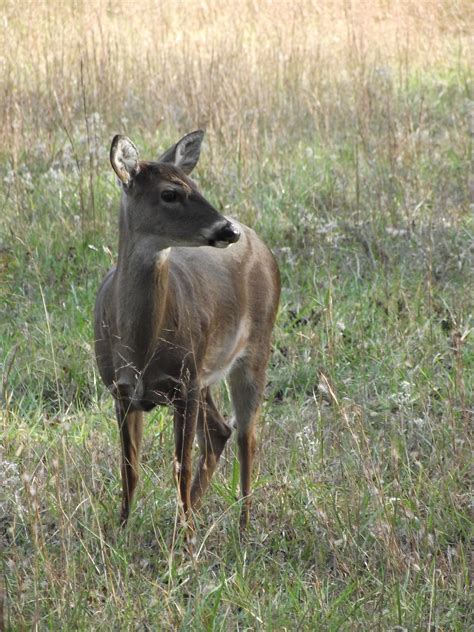 A deer in Gatlinburg, Tennessee | Animals friends, Gatlinburg, Animals need