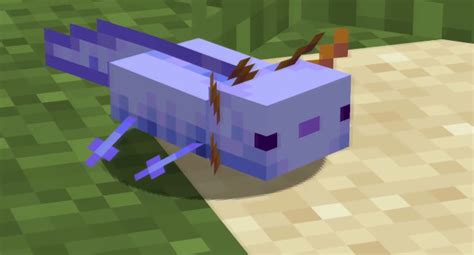 Minecraft Cómo Generar Un Ajolote Azul Guiasteam