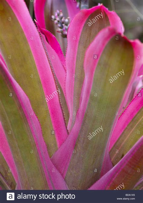 Bromeliad Flower Plant Hi Res Stock Photography And Images Alamy