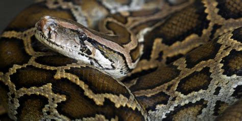 Researchers Capture The Biggest Snake Ever Found In The Florida Everglades