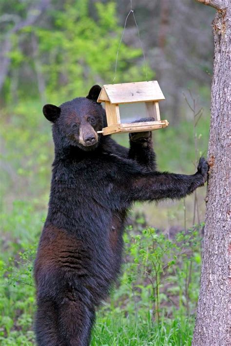 Dnr How To Avoid Conflicts With Bears Preparing For Hibernation
