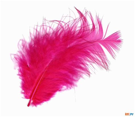 Download HD Wallpapers: Feathers Wallpapers
