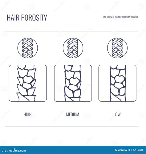 Hair Porosity Types Chart Of Low Normal High Porous Strand In Line