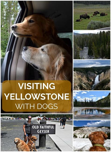 Visiting Yellowstone National Park With Dogs Visit Yellowstone Dog