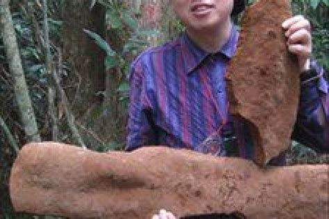El más pesado, de algo más de un kilo, cayó en 1986 en bangladesh. Encuentran en China el hongo más grande del mundo ...