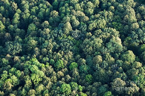 Aerial View Of Forest Photograph By Mariusz Szczygiel