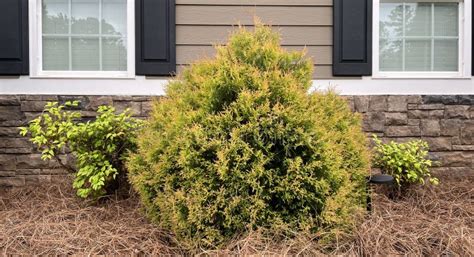 Featured Fire Chief Arborvitae With Companion Nandina Plants Stock