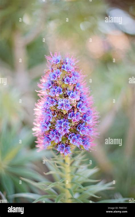 Purple Desert Flower California Stock Photo Alamy
