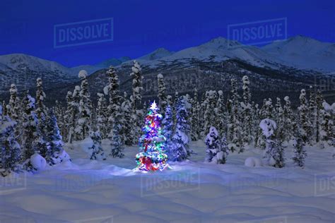 Christmas Tree With Multicolored Lights Standing On Snow Covered Tundra