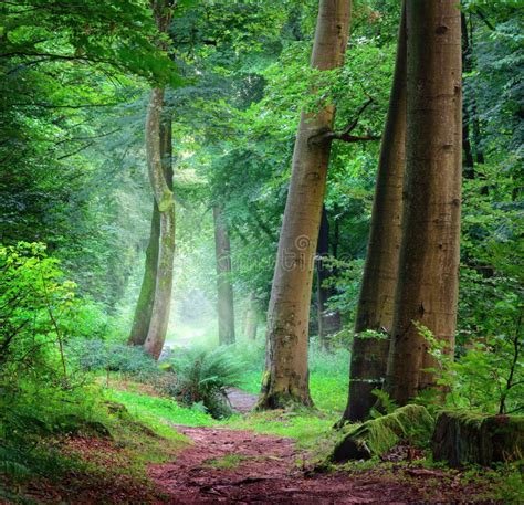 Forest Scene In Misty Soft Light Stock Photo Image Of Idyll Dreamy